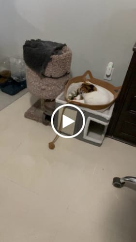 Customer video review of Instinct Basket | Meet the first research-backed natural territory for indoor cats
