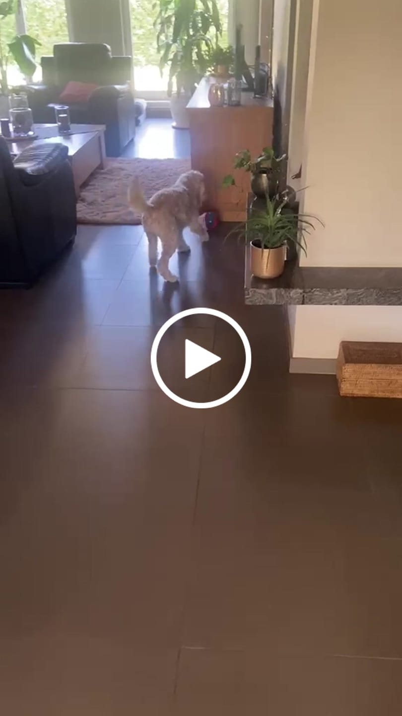 Customer video review of BouncyBalls - Het Interactieve Hondenspeeltje