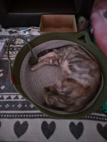 Kunde zeigt Fellnest Katzenkorb in olivgrünem Seilgeflecht, in dem eine getigerte Katze gemütlich schläft.