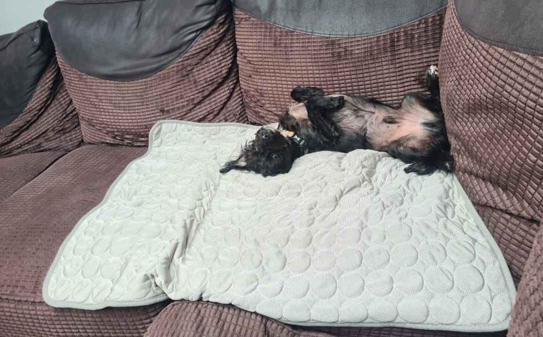 Customer photo review of The Ultimate Cooling Pet Mat