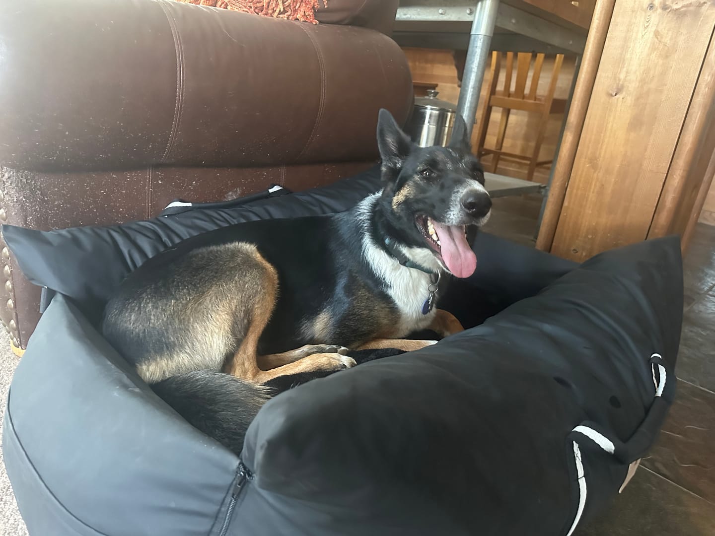 Customer photo review of Dog Dock V2 New & Improved LATCH / ISO FIX