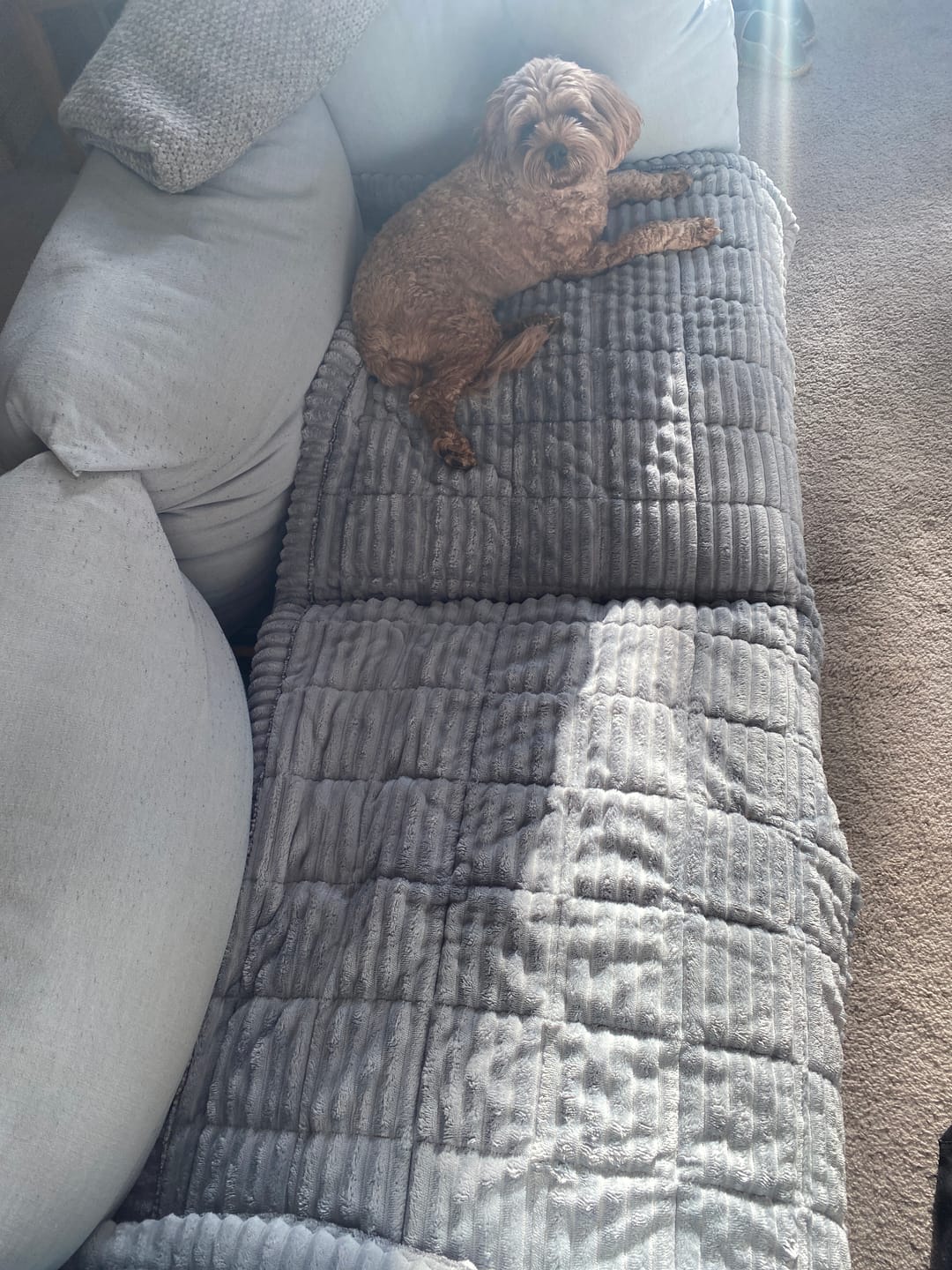 Customer photo review of Cosy Couch - Couch Cover