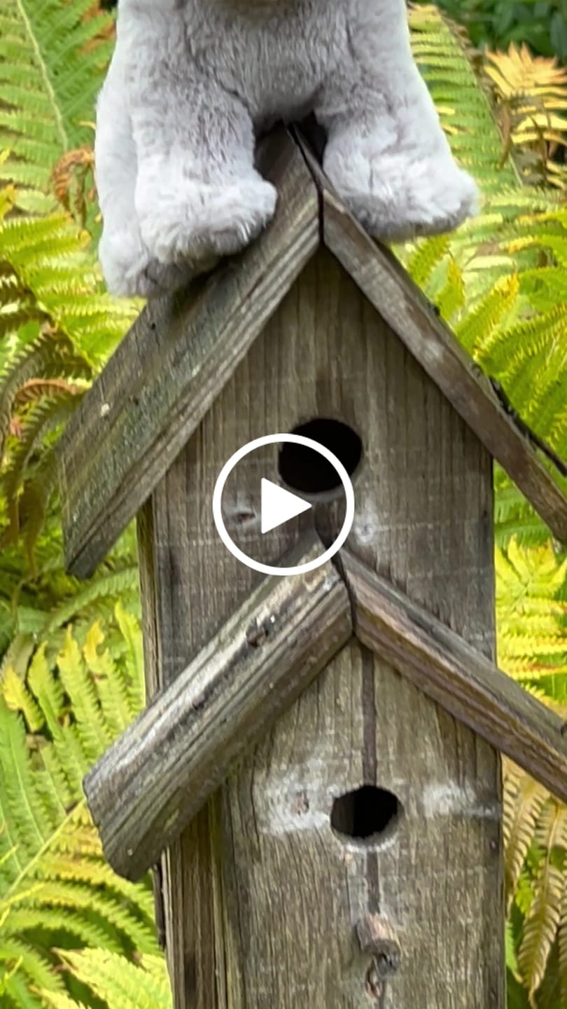 Customer video review of Britisk Korthår Kattunge Kosedyr | Living Nature