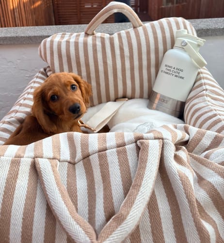 Customer's Bowl Bottle 2.0 and a puppy sitting together in a soft, striped pet carrier.