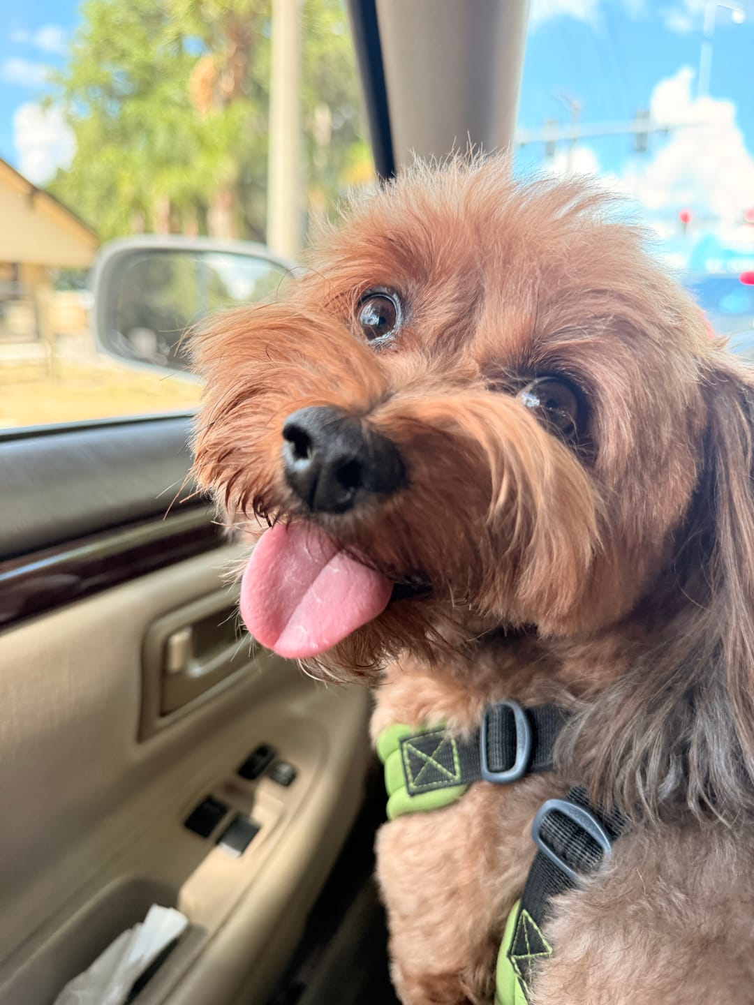 Customer photo review of Iron Paws Daily Human-Grade Superfood For Dogs