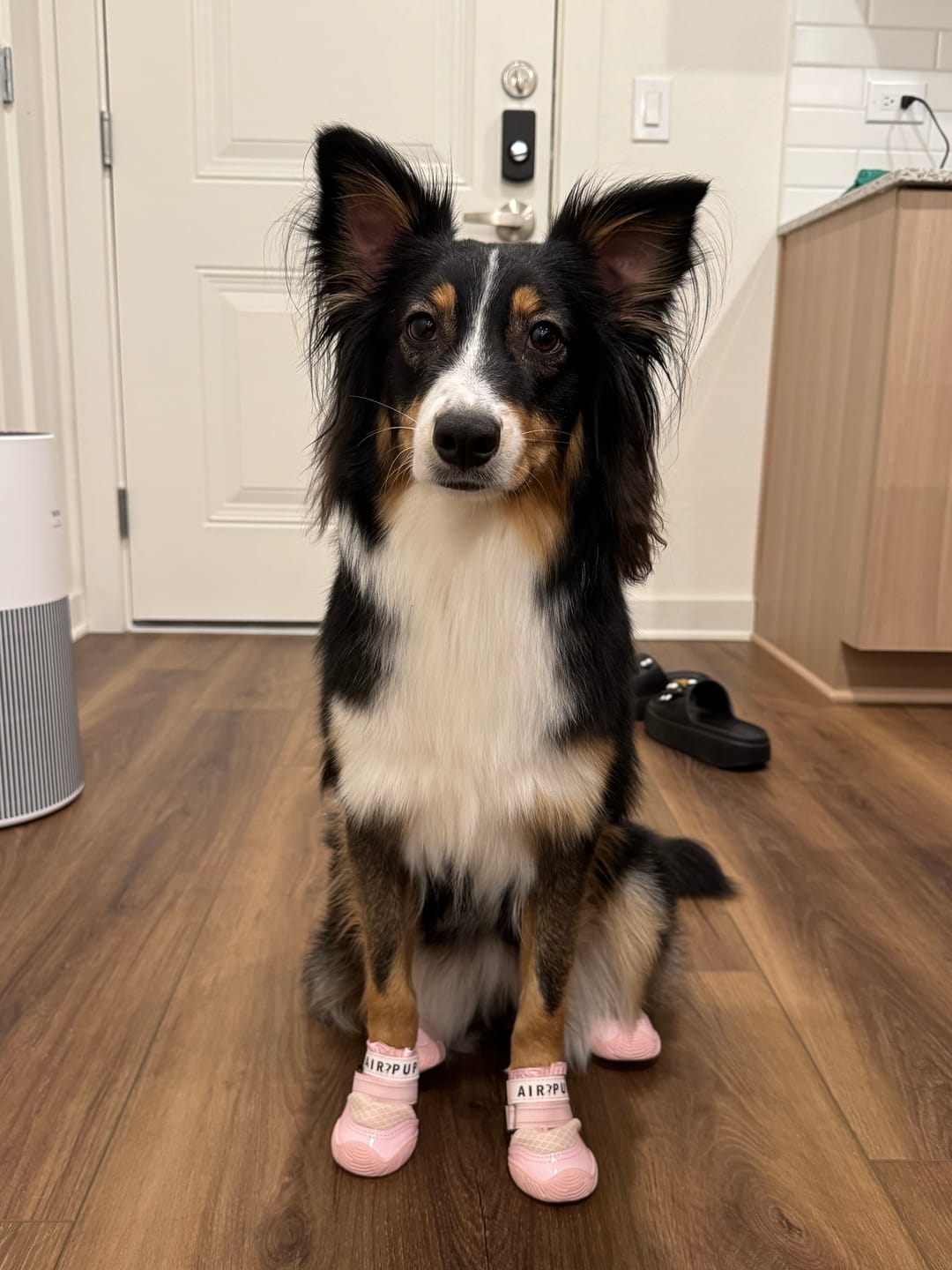Customer photo review of AIR PUP DOG SHOES - SET OF 4
