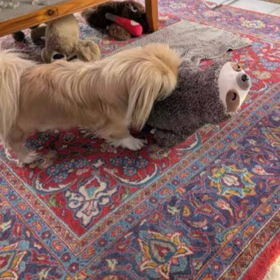 Customer photo review of Peluche Calmante con Latido
