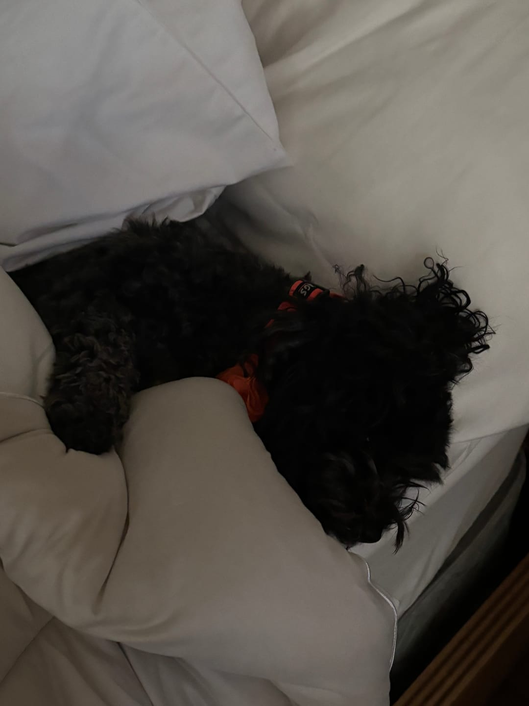 Customer photo review of MarshMellow Comforter