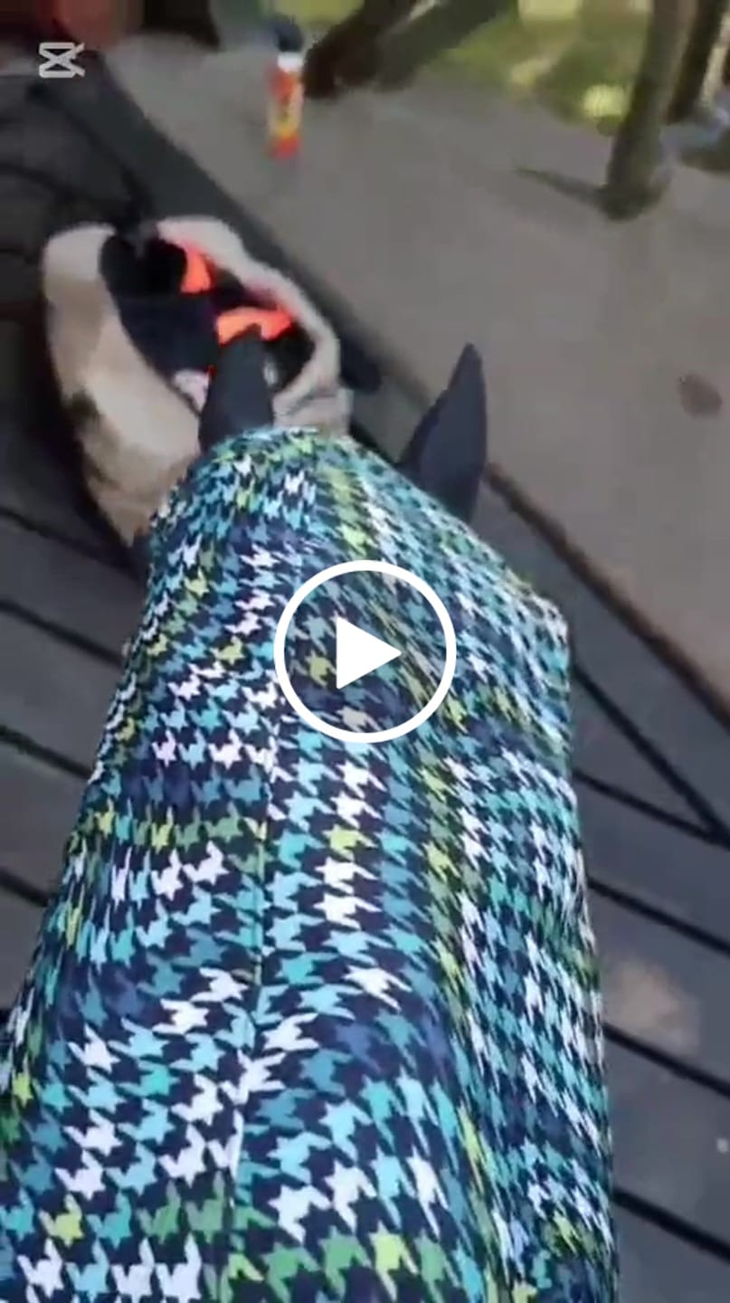 Customer video review of Hobby Horse Grace with Black Halter