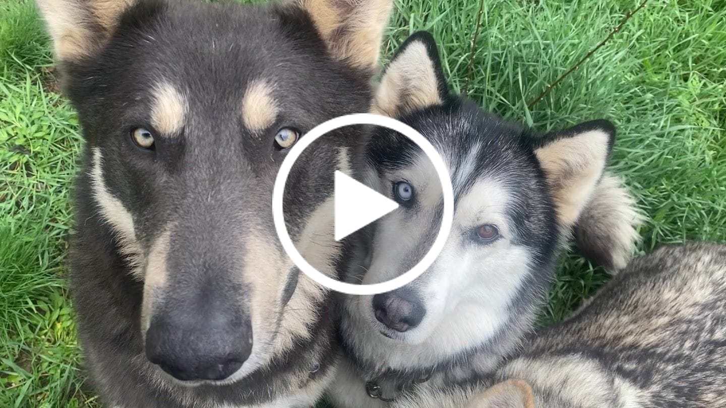 Customer video review of 6 Inch Standard Bully Stick