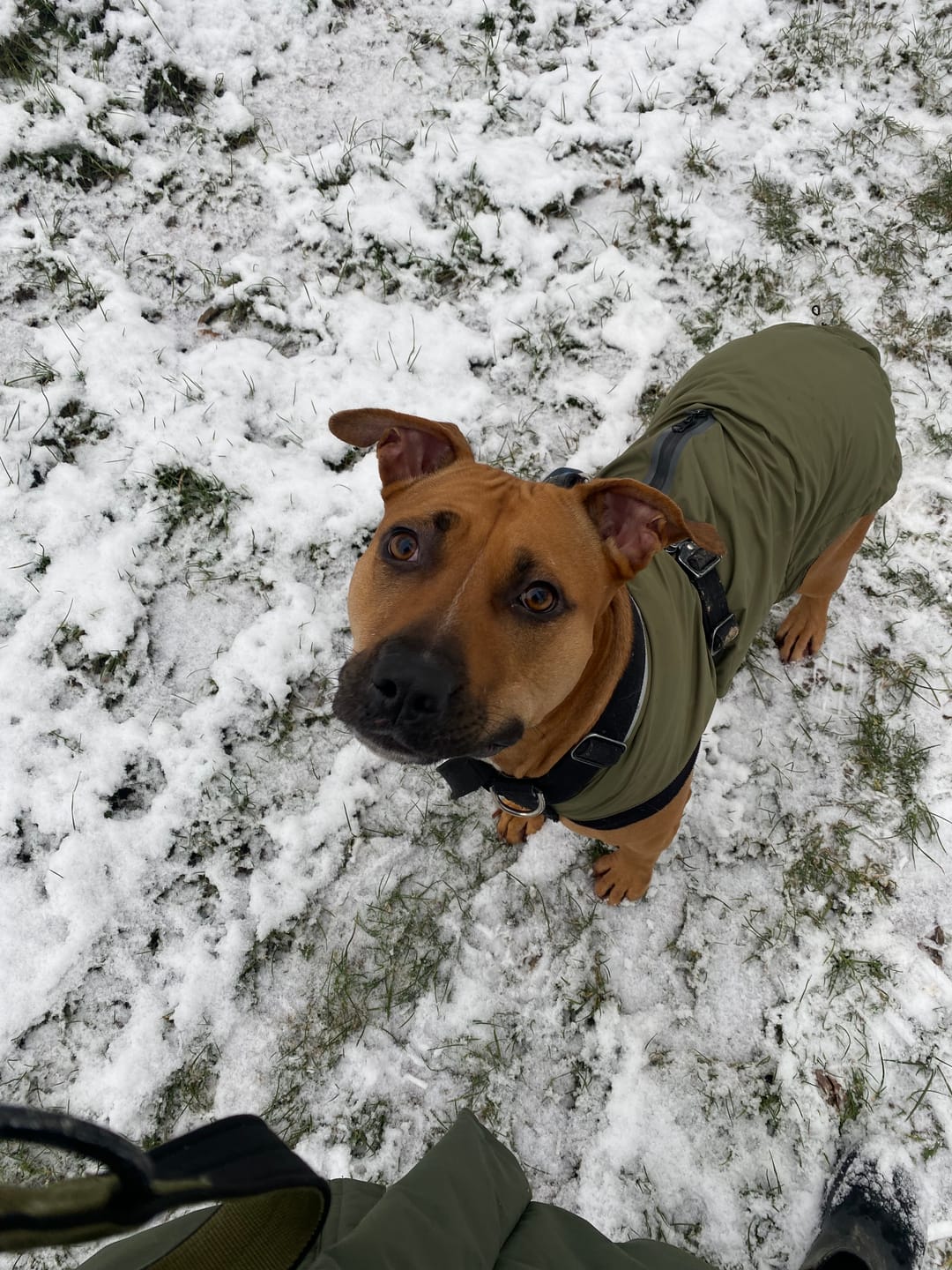 Customer photo review of Beruhigungspulver für Hunde
