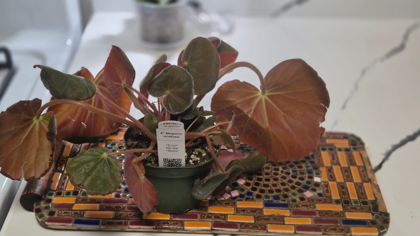 Customer photo review of Begonia acetosa