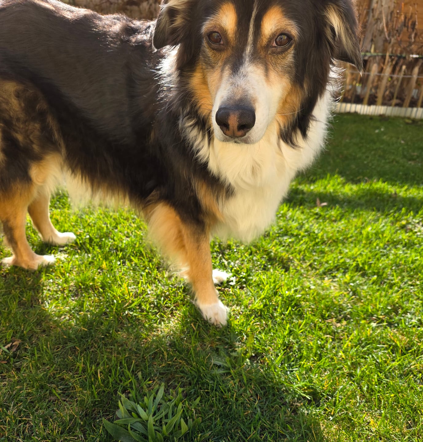 Customer photo review of Upgrade - Allergietest Hund