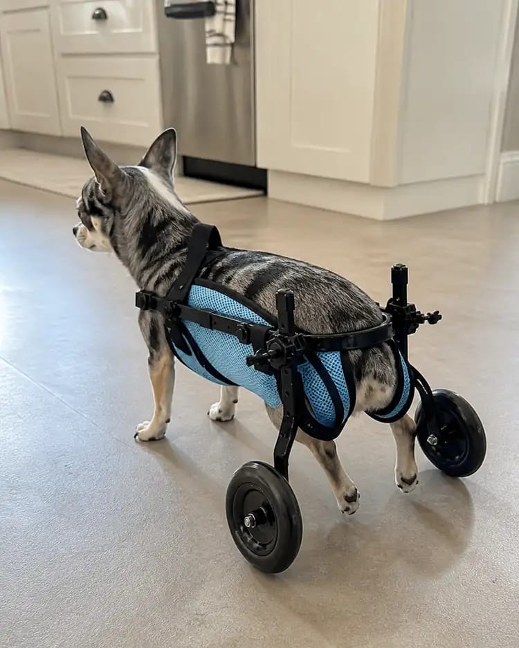 Customer photo review of JoyStride Dog Wheelchair for Small & Medium Breeds