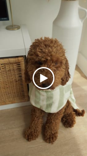 Customer video review of Matcha Stripe | The Cosy Cloak Drying Robe