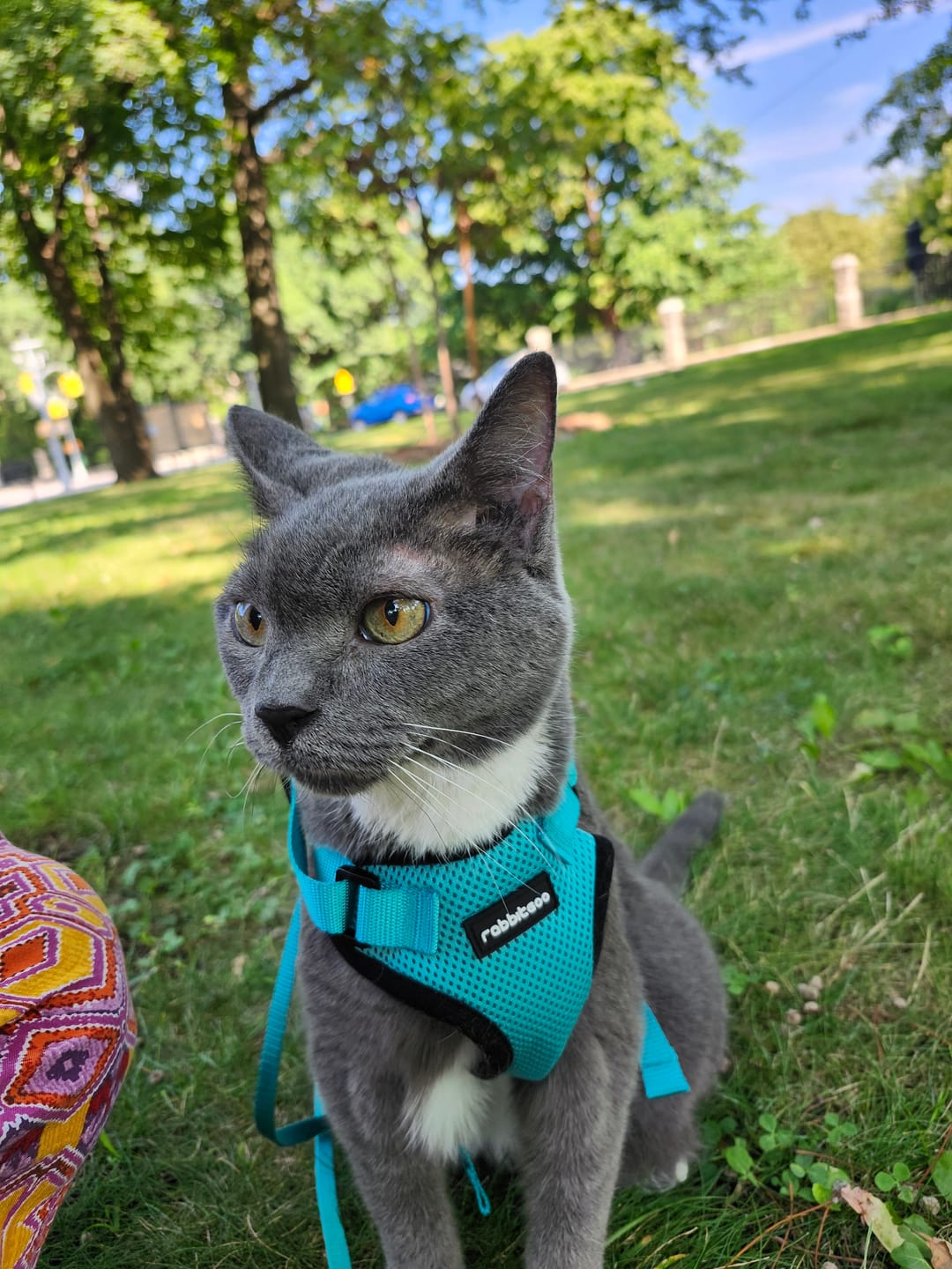 Customer photo review of Cat Arthritis & Joint Pain Relief Remedy