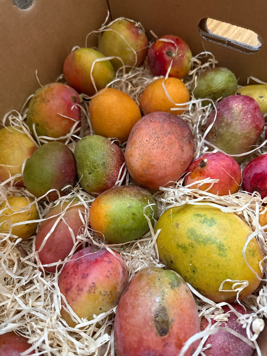 Customer photo review of Mini-Mango von Juan 3kg Retterbox %