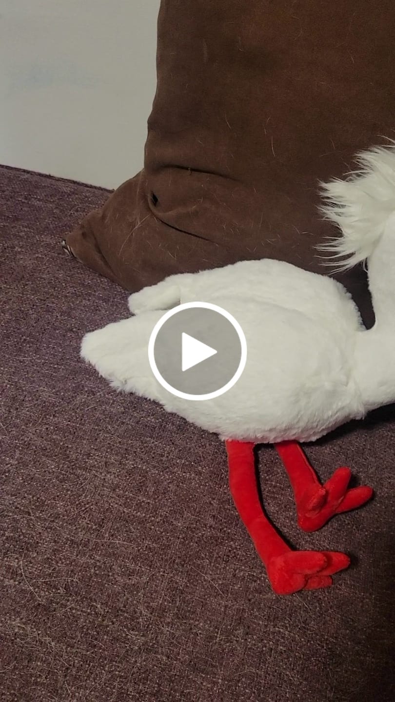 Customer video review of Japanese Crested Ibis Bird Soft Stuffed Plush Toy