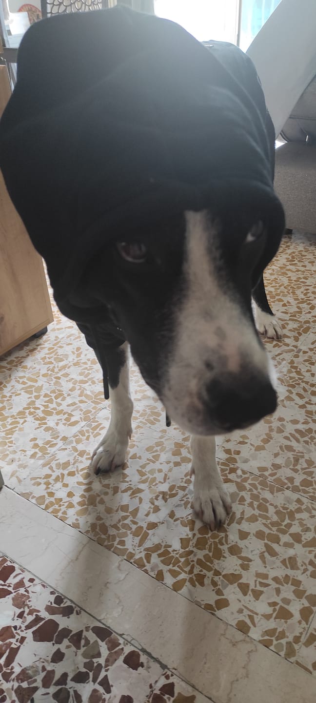 Customer photo review of "WOOF" Dog Hoodie - Black & Reflective
