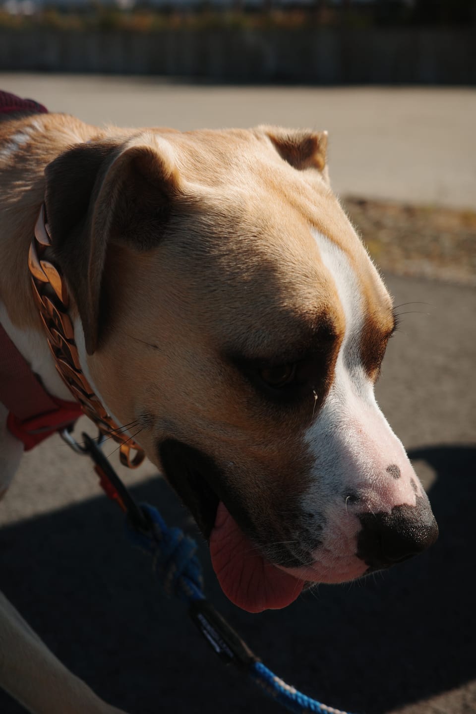 Customer photo review of THE CUBAN 1 Inch Dog Collar - Gold Cuban Link Premium Collection