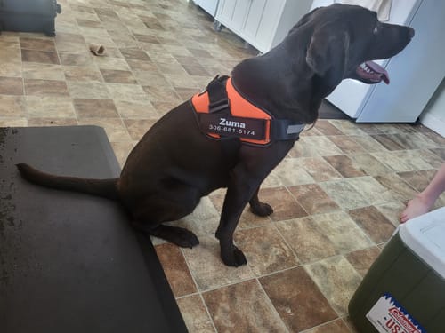 Customer's Dogshood Ergonomic Harness on a dark labrador retriever sitting indoors
