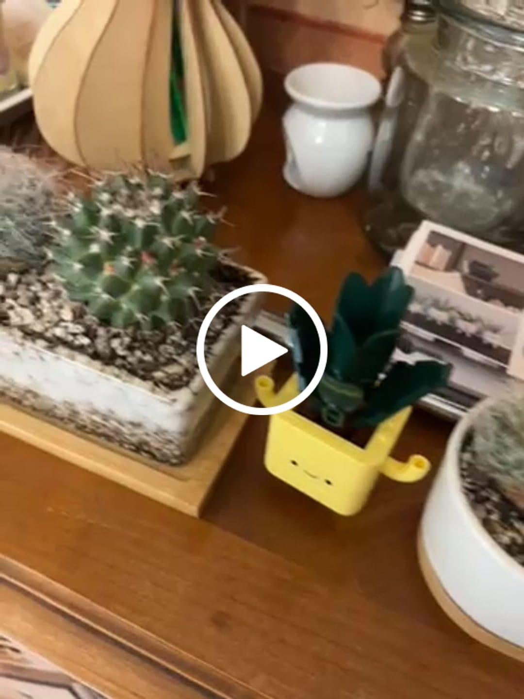 Customer video review of Cacti & Succulent Mix