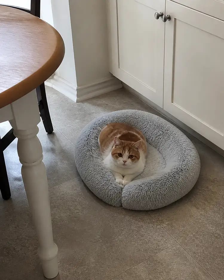Customer photo review of SnuggleSoft Orthopedic Calming Pet Bed