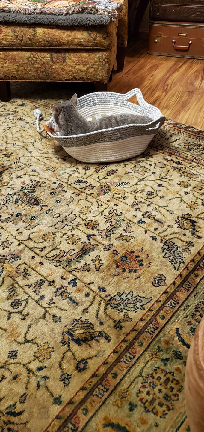 Panier Instinct gris et blanc avec un chat installé à l'intérieur.