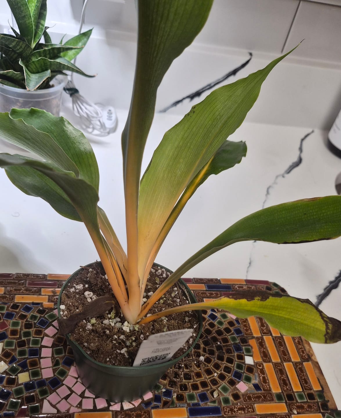 Customer photo review of Chlorophytum 'Fire Flash' 'Mandarin Orange'