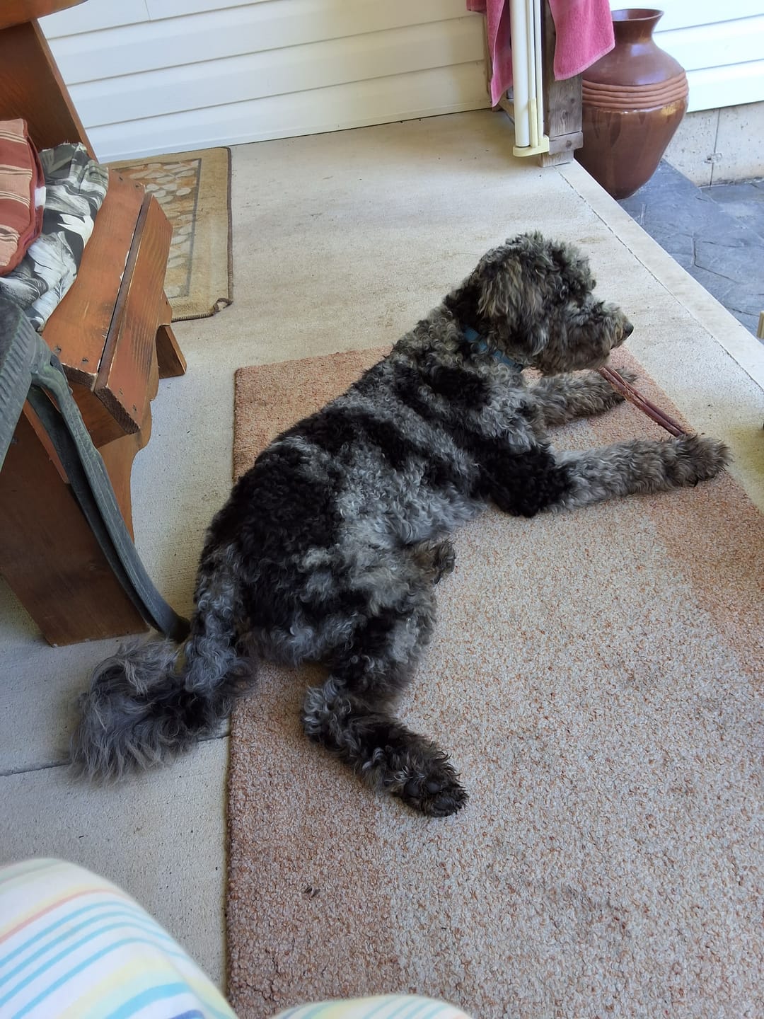 Customer photo review of 12 Inch Standard Bully Stick