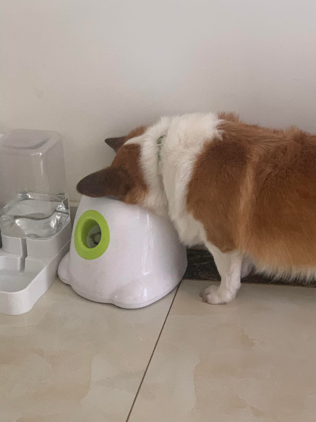 Customer photo review of Automatic Tennis Ball Launcher