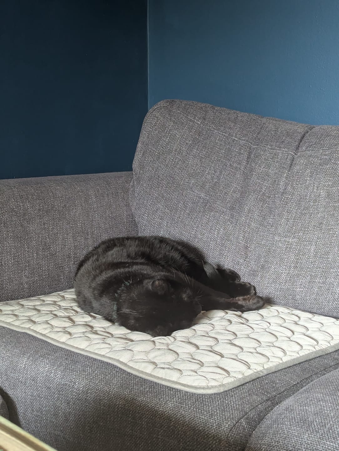 Customer photo review of The Ultimate Cooling Pet Mat