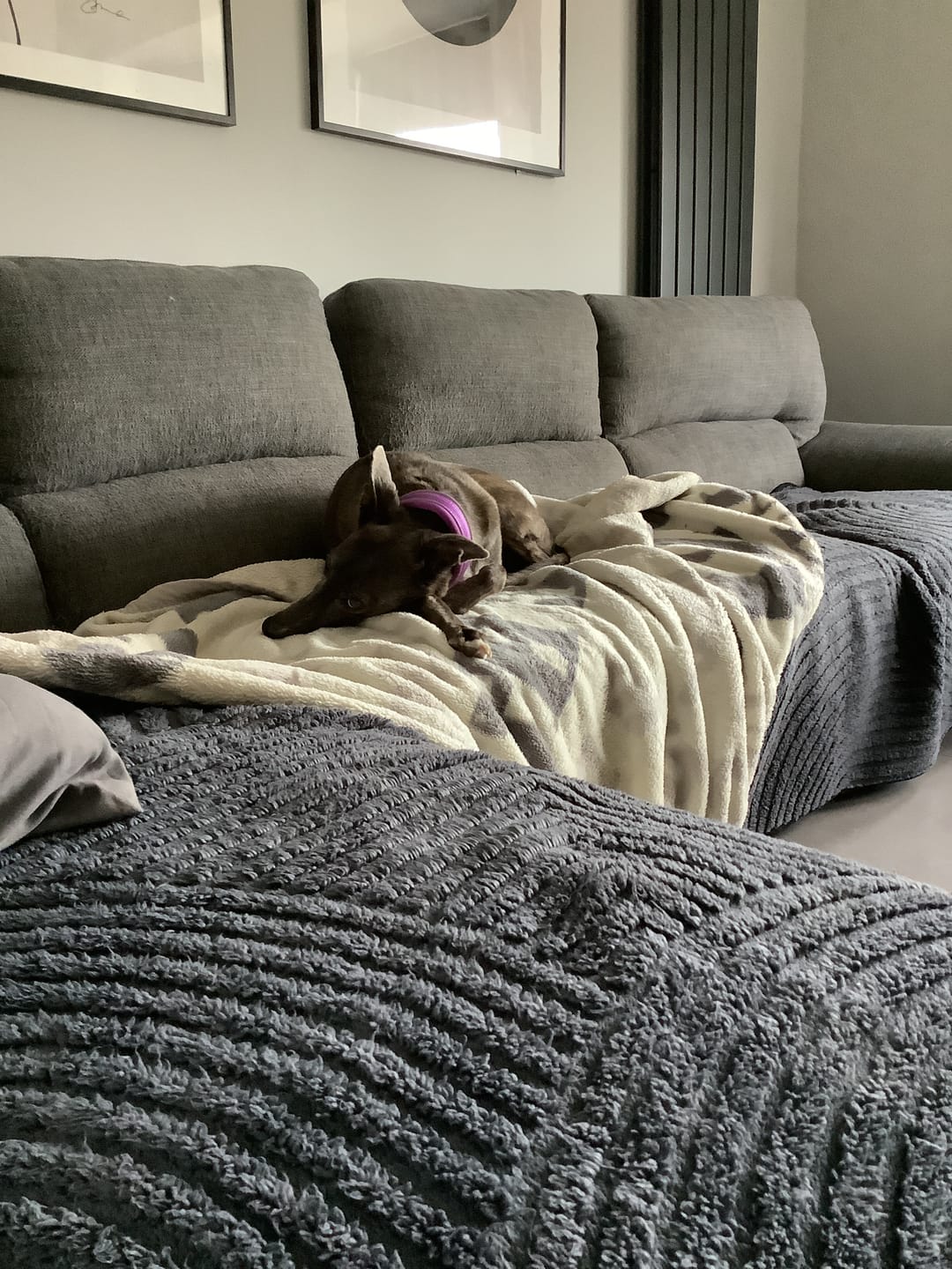 Customer photo review of 3cm Slip on Collar | Foam Padded - Purple