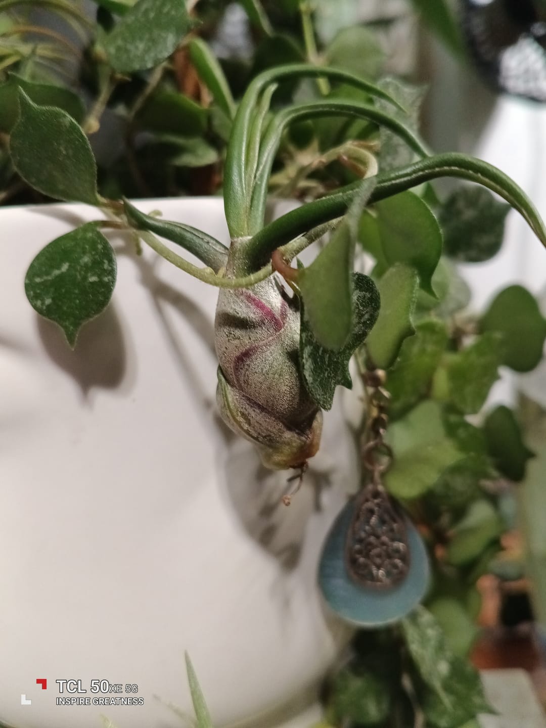 Customer photo review of Bulbosa