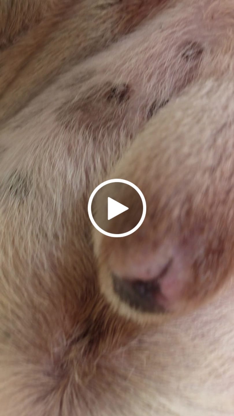 Customer video review of FurLife™ 12 Months Flea and Tick Free