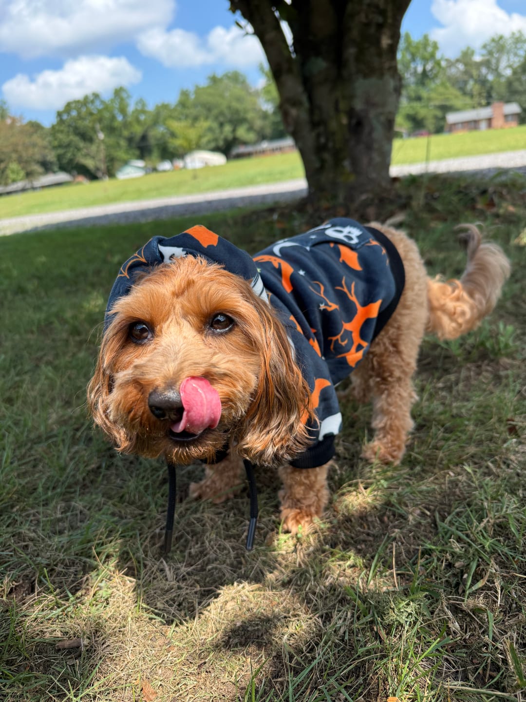 Customer photo review of Halloween Dog Hoodie - Black (2)