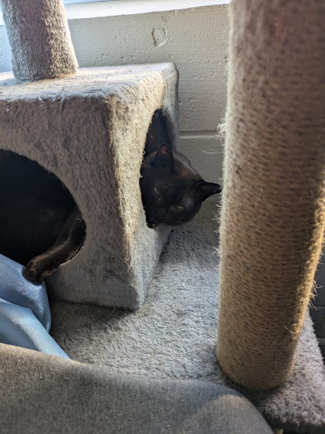 Customer photo review of Fit Litter