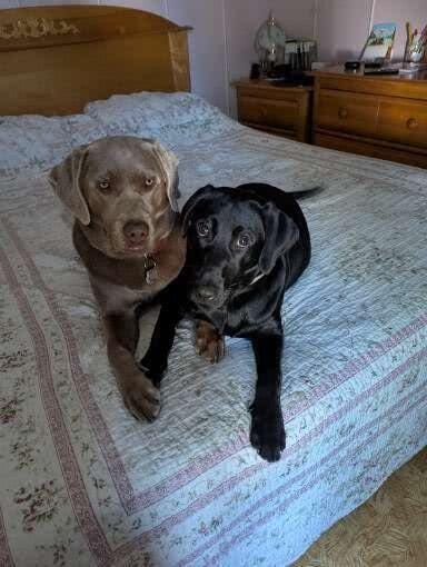 Customer photo review of Tender Puppy™ ShedPro