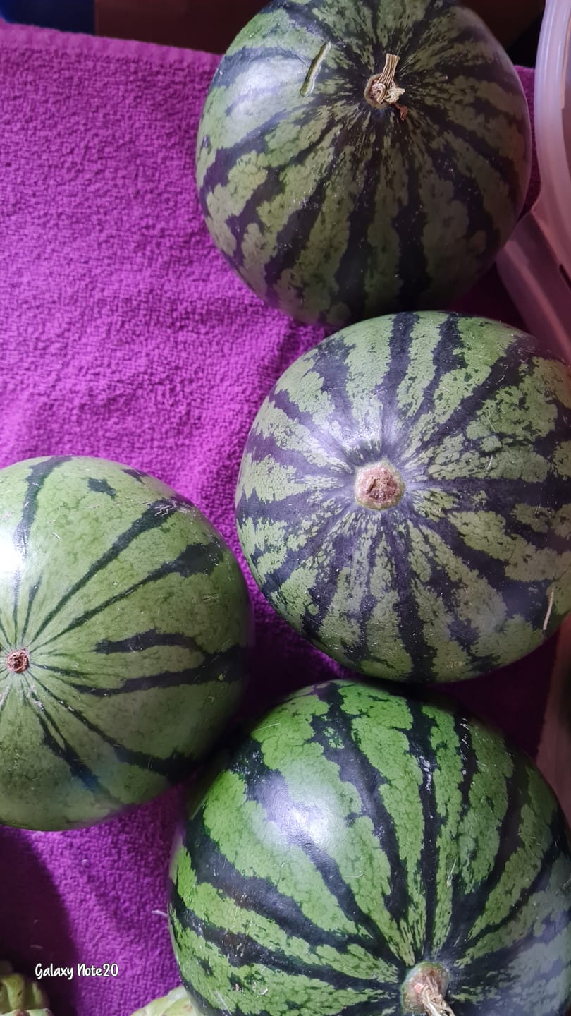 Customer photo review of Wassermelone Mini Bio von Biomigliore aus Sizilien