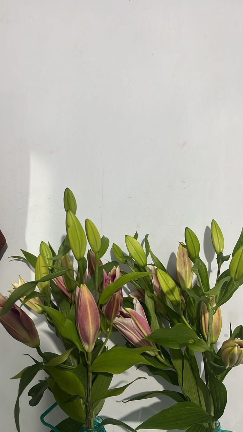 Customer photo review of Oriental Lily