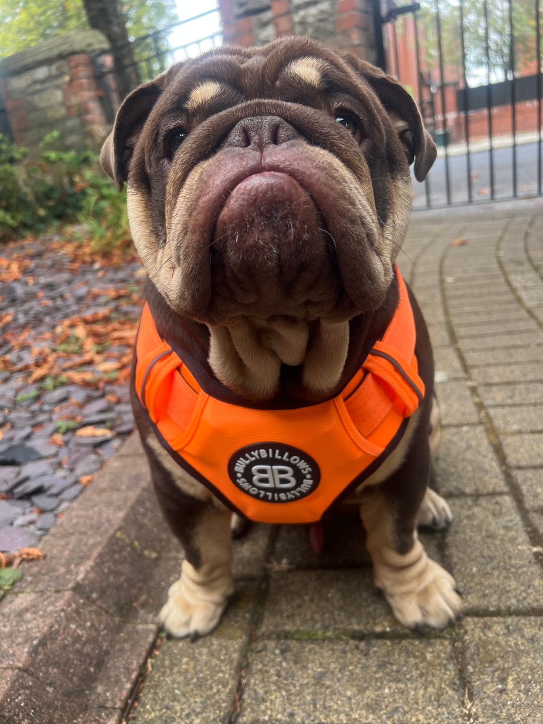 Customer photo review of Comfort Premium Harness | Non Restrictive - Orange