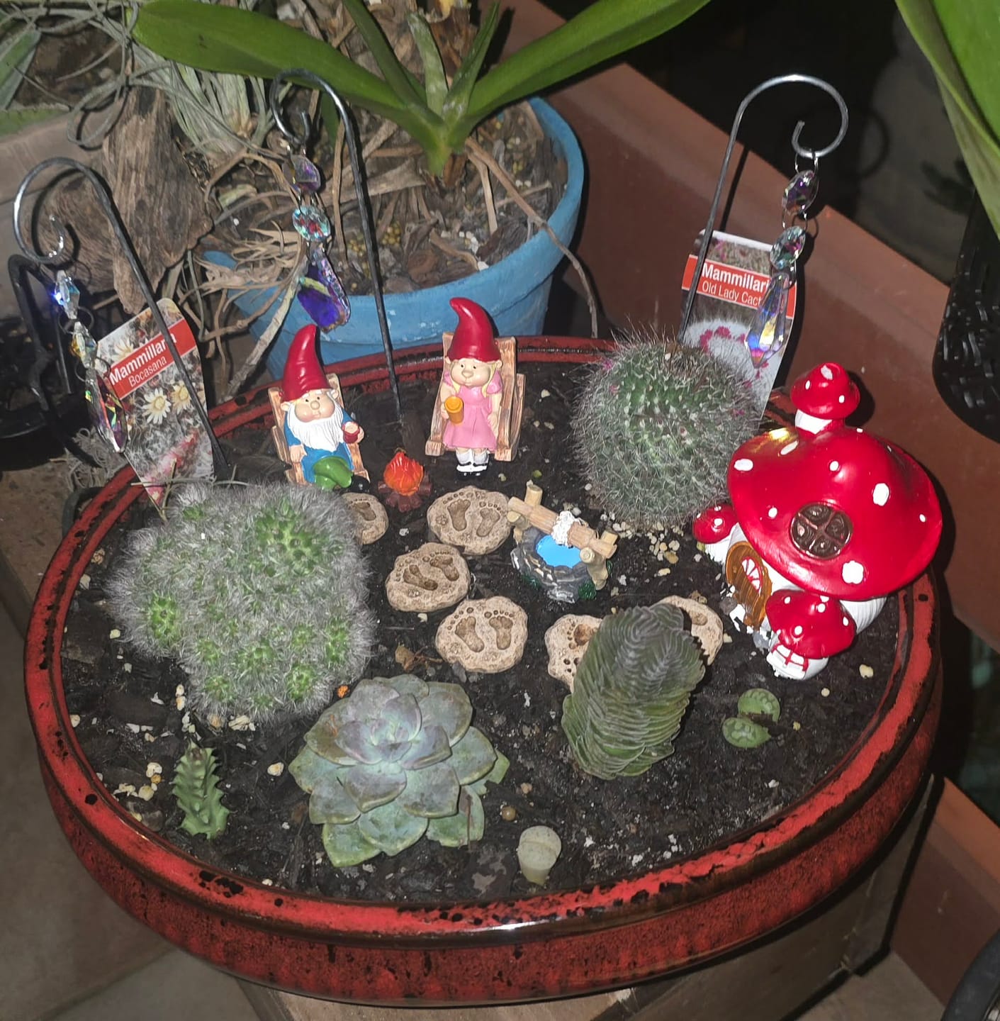 Customer photo review of Crassula Buddha's Temple