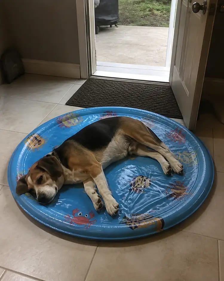 Customer photo review of Paw Cool Oasis Dog Cooling Water Bed