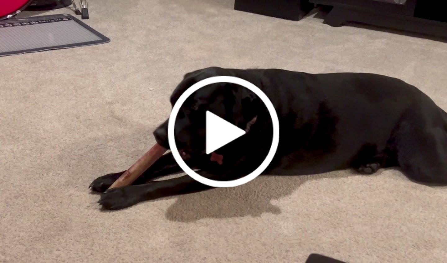 Customer video review of Ostrich Shaft Bones (11" x 2"): The Long-Lasting, Flavorful Chew for Medium to Large Dogs