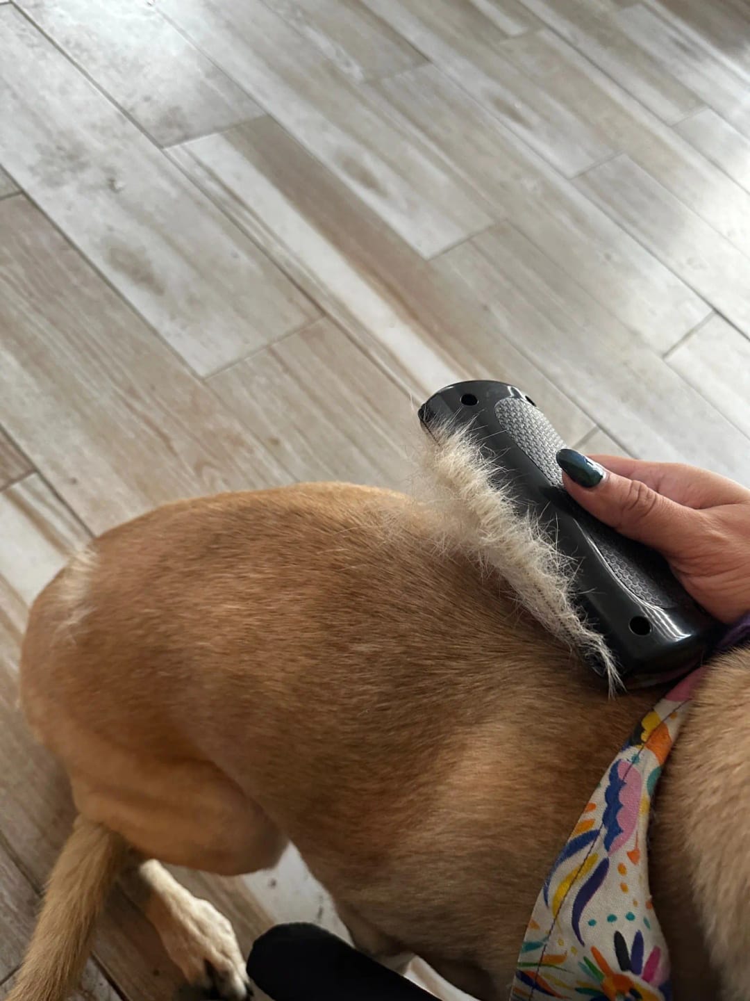 Customer photo review of Tender Puppy™ ShedPro