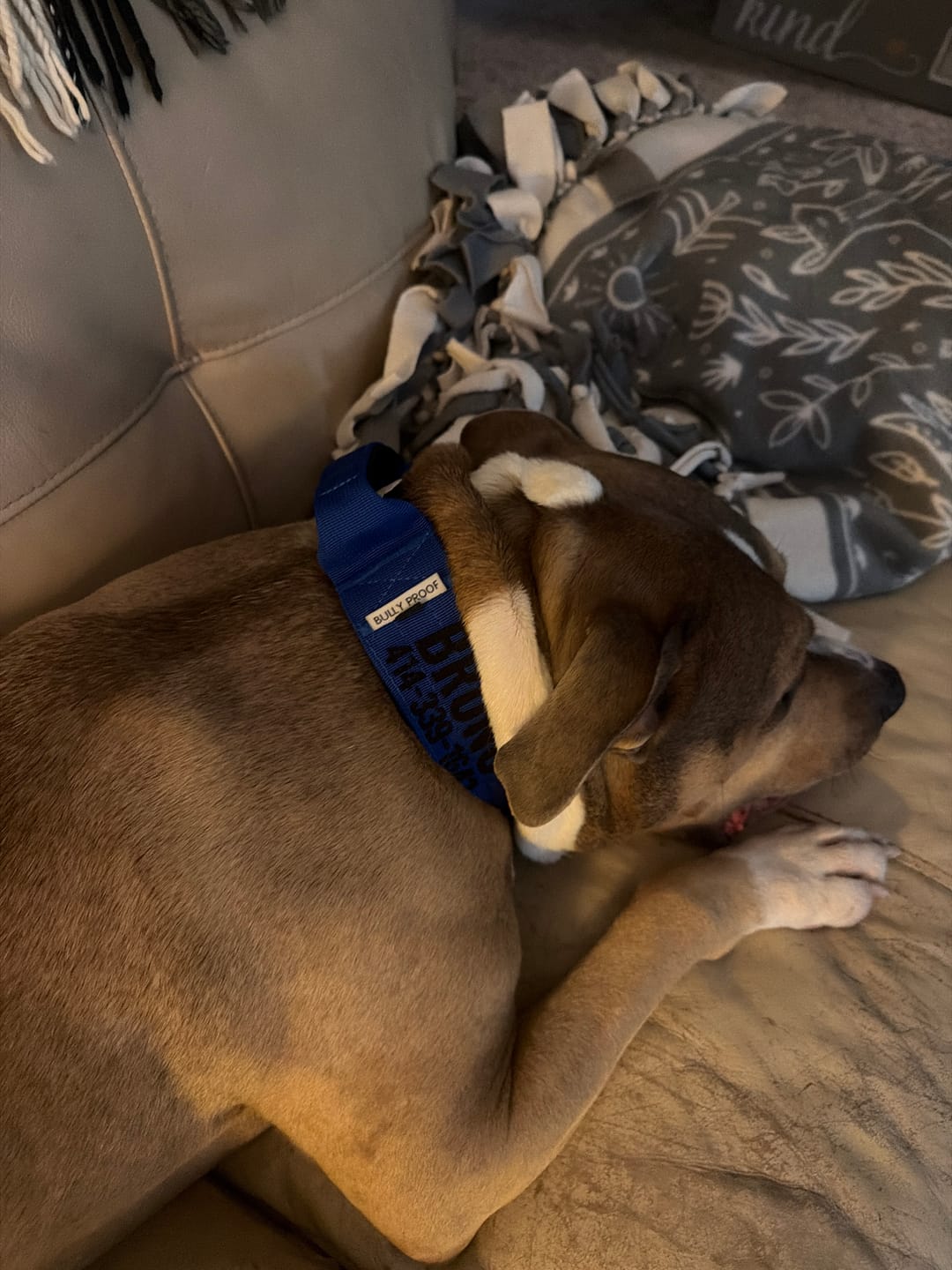 Customer photo review of Bully Proof Collar