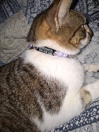 Customer photo review of Collar Remachado (Gato)