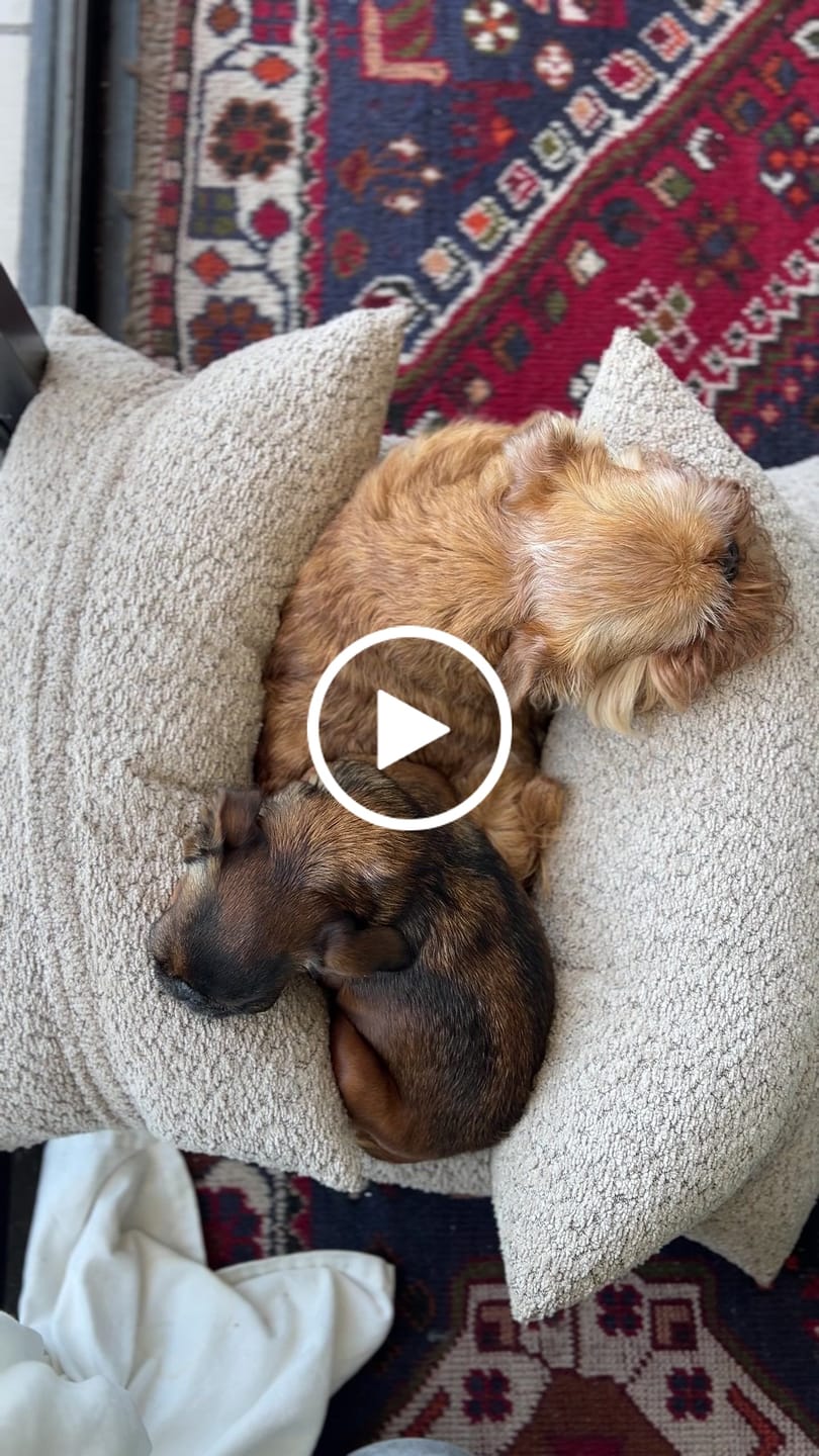 Customer video review of Cama Yoko Arena S