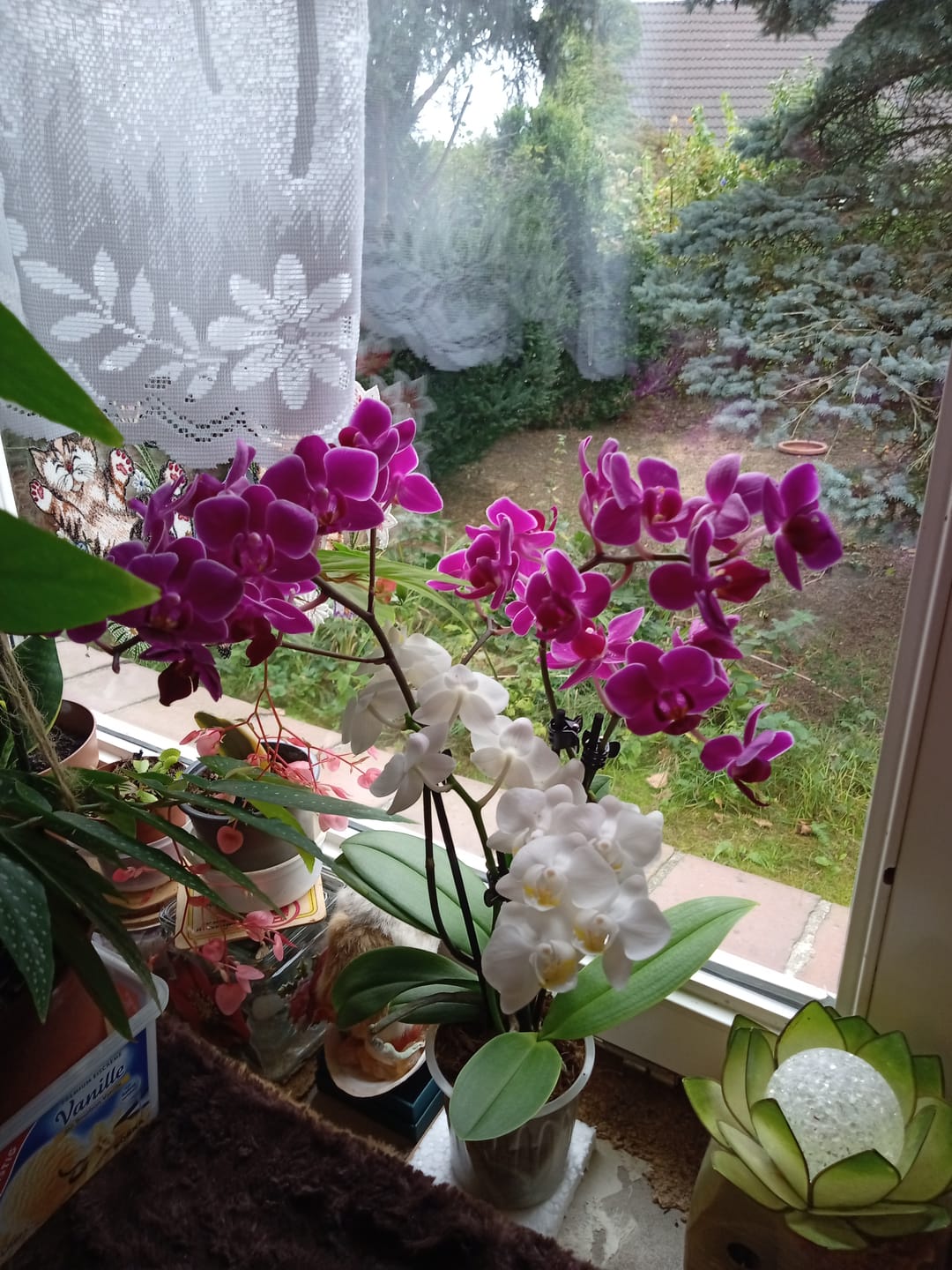 Customer photo review of Cocktail Orchidee mit violett-weißen Blüten und 4+ Rispen