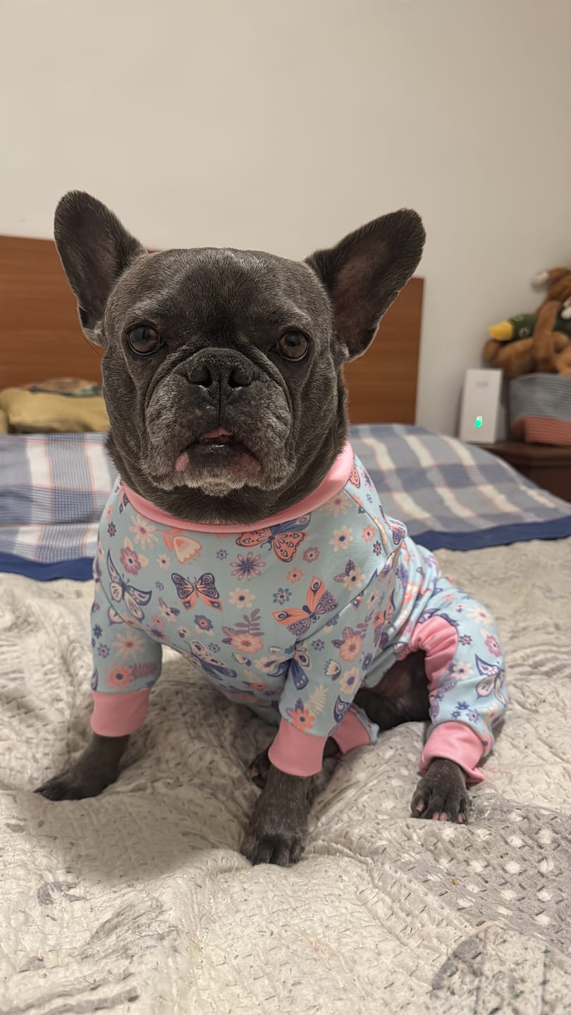 Customer photo review of Dog Pajama - Butterfly
